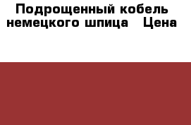 Подрощенный кобель немецкого шпица › Цена ­ 8 000 - Тульская обл., Тула г. Животные и растения » Собаки   . Тульская обл.,Тула г.